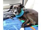 Adopt Bella Wonderful Companion Dog 6 years old 19 pound of Sweetness a Whippet