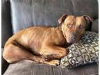 Adopt Amelia G a Pit Bull Terrier
