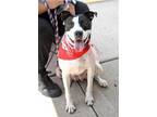 Adopt Emma G a Labrador Retriever, Boxer