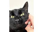 Adopt Poppy a Domestic Short Hair