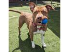 Adopt Ruby a Pit Bull Terrier