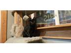 Adopt Buffy a Domestic Short Hair