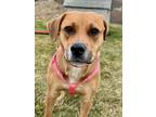 Adopt Penny a Pit Bull Terrier, Mixed Breed