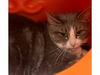 Adopt Octavia a Domestic Short Hair