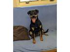 Adopt Bonnie a Australian Kelpie