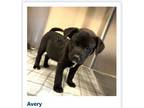 Adopt Avery a Labrador Retriever