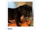 Adopt Alana a Black Labrador Retriever