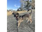 Adopt Josie a Basset Hound, Shepherd