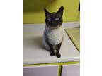 Adopt Sabrina a Siamese