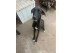 Adopt brie a Whippet, Black Labrador Retriever