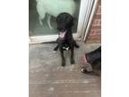 Adopt Bailey a Whippet, Black Labrador Retriever