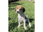 Adopt Finch a Treeing Walker Coonhound, Hound