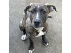 Adopt Loki II a Pit Bull Terrier, Cane Corso