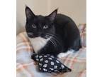 Adopt Emile a Domestic Short Hair