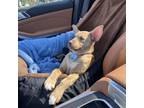 Adopt Lily - Costa Mesa location *Available by Appointment* a Thai Ridgeback