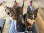 Adopt PJ & Stacy (Courtesy Post) a Domestic Short Hair