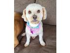 Adopt Maddie a Poodle, Havanese