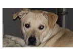 Adopt Marley a Labrador Retriever