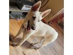 Adopt Gianna a White German Shepherd