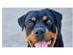 Adopt Roxie a Rottweiler