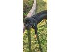 Adopt Maya a Rottweiler