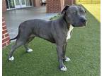 Adopt DOROTHY a American Staffordshire Terrier, Mixed Breed
