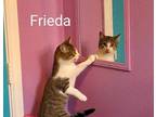 Adopt Frieda a Domestic Short Hair