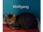 Adopt Wolfgang a Domestic Short Hair