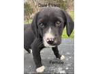 Adopt Dale Evens a Labrador Retriever, Basset Hound