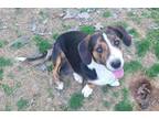 Adopt Mariposa a Basset Hound