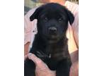 Adopt Sinclair a Flat-Coated Retriever