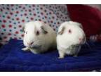 Adopt LuLu & Lily a Short-Haired