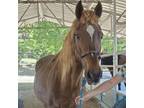 Adopt A Rose for Mary a Saddlebred