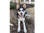 Adopt Lola $100 adoption fee ALL DOGS a Siberian Husky