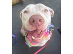 Adopt Diana a Pit Bull Terrier