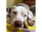 Adopt Diana a Pit Bull Terrier