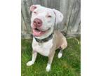 Adopt Diana a Pit Bull Terrier