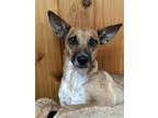 Adopt Lola a Terrier