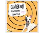 Adopt Dandelion a Boxer