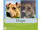 Adopt Hope a Staffordshire Bull Terrier