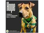 Adopt Hope a Staffordshire Bull Terrier