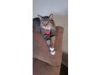 Adopt Mary Jane a Domestic Short Hair, Tabby