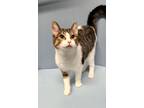 Adopt Kelly a Domestic Short Hair