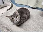 Adopt Jelly Bean a Domestic Short Hair