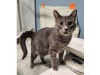 Adopt Shaw a Domestic Short Hair