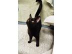 Adopt Juliet a Domestic Short Hair