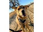 Adopt Bailey a German Shepherd Dog, Labrador Retriever