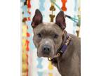 Adopt HEIDI a Pit Bull Terrier, Mixed Breed