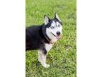 Adopt Shelby a Siberian Husky