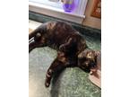 Adopt Aggy a Tortoiseshell